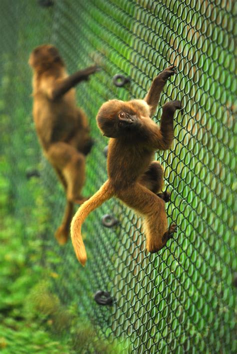 Climbing Monkeys by Shadow-and-Flame-86 on DeviantArt