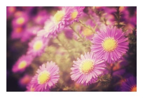 Autumn Asters Flowers Flowers Photo Free Stock Photo - Public Domain ...