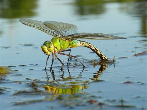 Adult dragonflies lay eggs in fresh water. After hatching, dragonfly ...