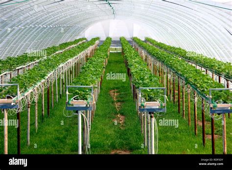 Greenhouse for cultivating plants at a large nursery, with an automatic irrigation system Stock ...