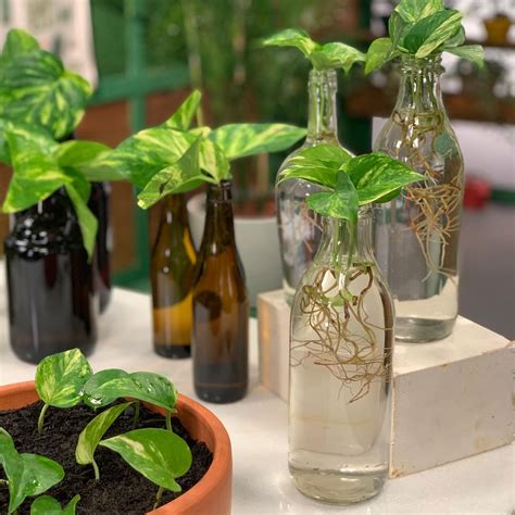 10 Houseplants You Can Easily Grow In Water | Plant in glass, Plants in bottles, Plants grown in ...