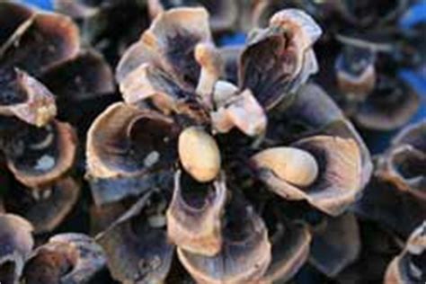 Pine Nut Gathering - Great Basin National Park (U.S. National Park Service)