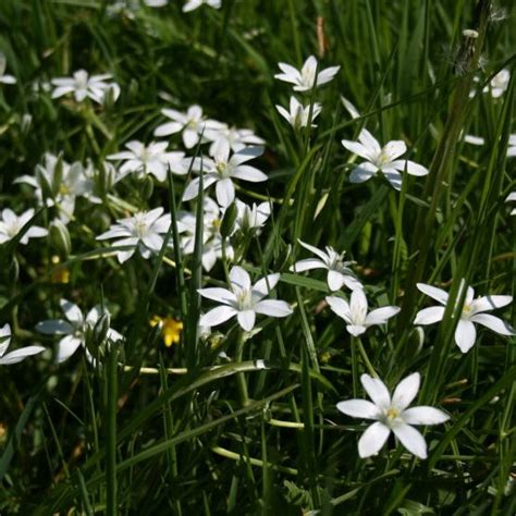 Star of Bethlehem - Ornithogalum umbellatum - Shipton Bulbs