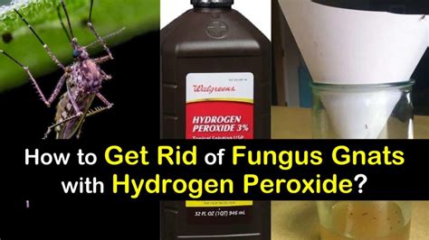 The Best Way to Get Rid of Fungus Gnats with Hydrogen Peroxide