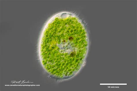 Photographing Ciliates - The Canadian Nature Photographer