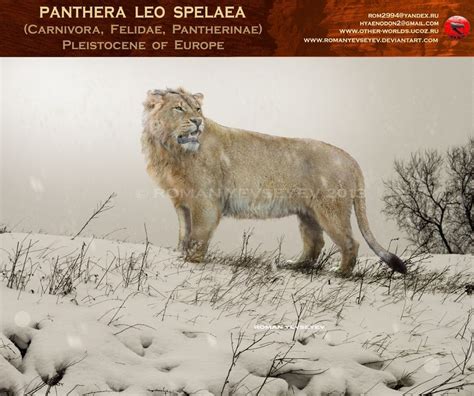 Panthera leo spelaea | Cave lion, Panthera leo spelaea, Prehistoric animals