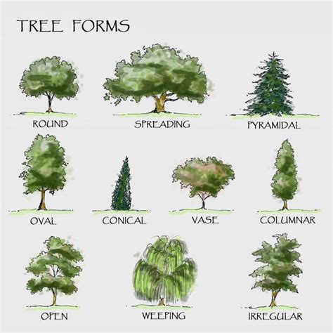 Landscaping Trees | The diagram shows different forms of trees. For more information on ...