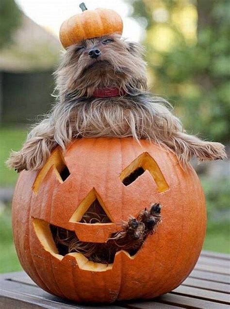 halloween animals - Google Search | Dog pumpkin