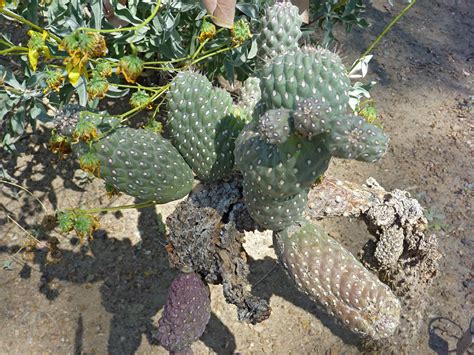 Var mamillata - pictures of Cylindropuntia Fulgida - Southwest USA Cylindropuntia