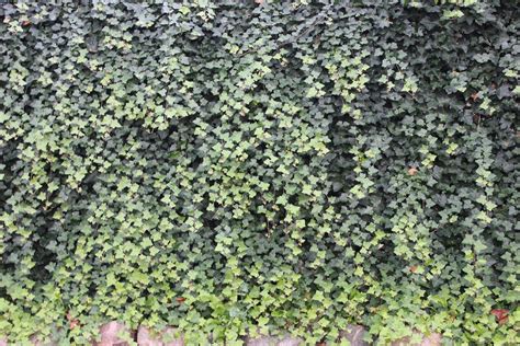 Hedera Helix Wall Free Photo Download | FreeImages