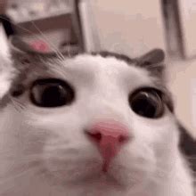 Cat Blink Cat Blinking GIF - Cat Blink Cat Blinking Cat Funny ...