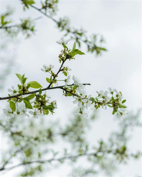 Flowers on Tree Branch · Free Stock Photo