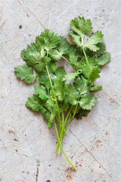 The Best Coriander {Cilantro} Recipes - Helen's Fuss Free Flavours