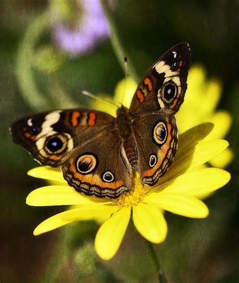 Buckeye Butterfly by Saija Lehtonen | Buckeye butterfly, Butterfly species, Butterfly