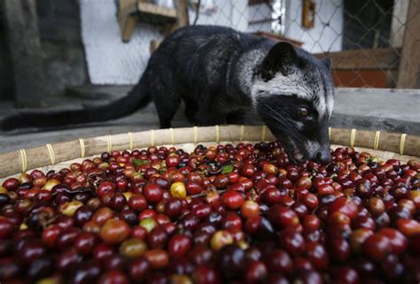 Cara Membuat Kopi Luwak Sederhana Di Rumah Serta Resepnya