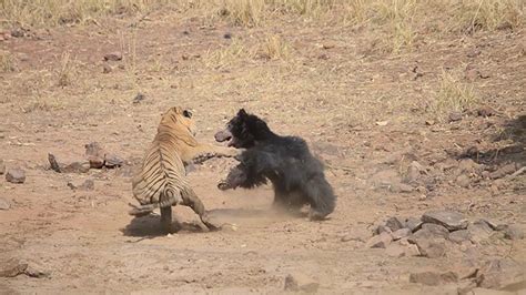 [VIDEO] Maternal instinct: sloth bear vs tiger