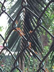 Category:Flora of the Lal Bagh Botanical Garden - Wikimedia Commons