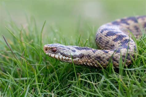 How dangerous are venomous adders, are bites common and when are they active in Scotland? | The ...