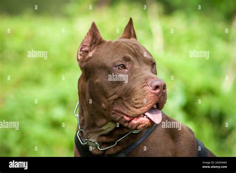 American bully dog hi-res stock photography and images - Alamy