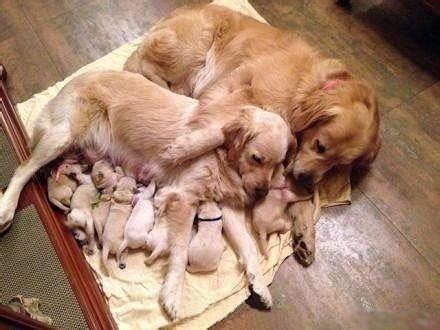 18 Animal Family Photos Will Brighten Anyone's Day | RealClear