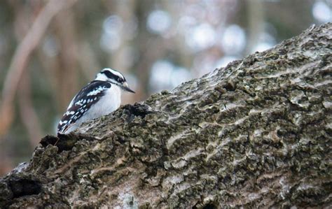 Acadia National Park Wildlife - National Park Photographer