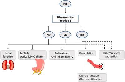 Frontiers | The Role of Gasotransmitters in Gut Peptide Actions