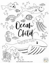 Free Printable Ocean Activity Pages For Preschoolers And Kindergarten  sketch template