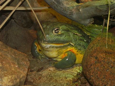 Goliath frog | Flickr - Photo Sharing!