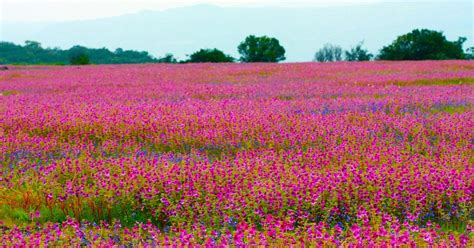 Kaas Plateau In Satara Looks Gorgeous As It Blooms With 350 Varieties ...