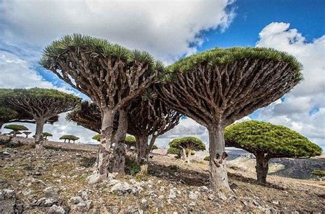 Ten of the Most Amazing Trees Around the World