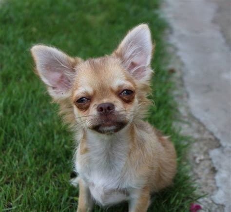 6 Cool Facts About Chihuahuas | Chihuahua, Cute chihuahua, Chihuahua dogs