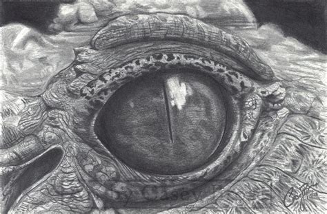 Crocodile Eye Drawing Image - Drawing Skill