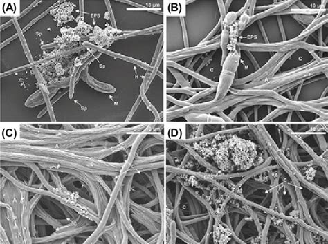 Specific structures involved in F. solani biofilm development by SEM.... | Download Scientific ...