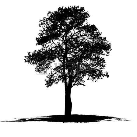 Vector drawing of the tree on white background | Oak tree silhouette, Oak tree tattoo, Black oak ...