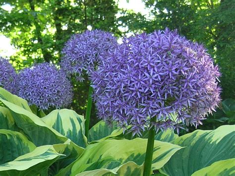 Companion Planting Bulbs with Perennials