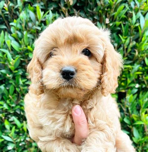 Mini Cavapoo Guide: Size, Temperament, Pictures & More | PupTraveller