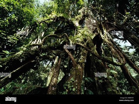 Mesoamerican rainforest, Lacandon Jungle, Chiapas, Mexico Stock Photo - Alamy