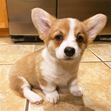 [11+] 6 Months Old Cheap Cardigan Welsh Corgis Dog Puppy For Sale Or Adoption Near Me | @ROSS ...