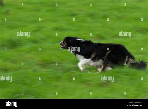 Sheep dogs welsh sheep dogs sheep dog trials Stock Photo - Alamy