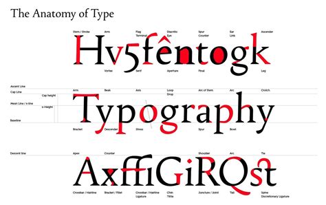 The Anatomy of Type for DMA 233 | Type anatomy, Anatomy of typography ...