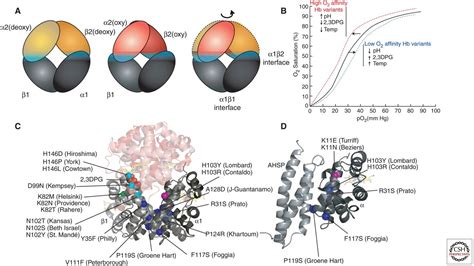 Hemoglobin Variants: Biochemical Properties and Clinical Correlates