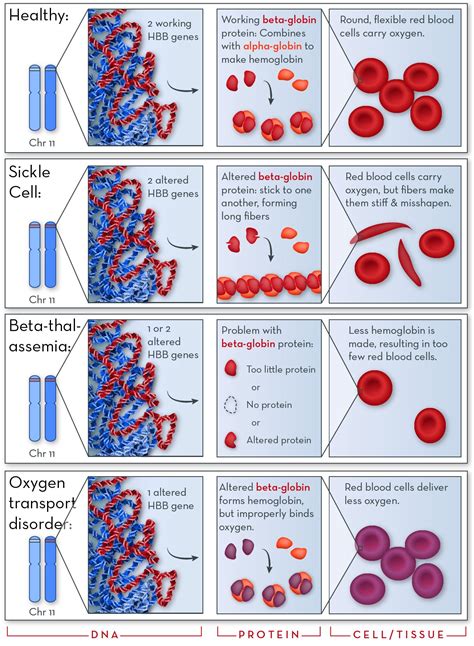 Hemoglobin Mutations Cause Sickle Cell Disease - vrogue.co