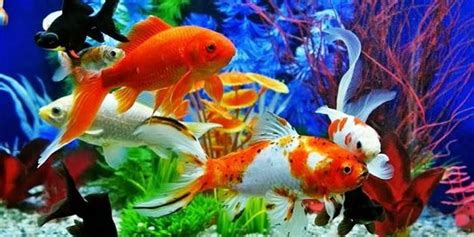 Contoh Gambar Ikan Di Akuarium – pulp