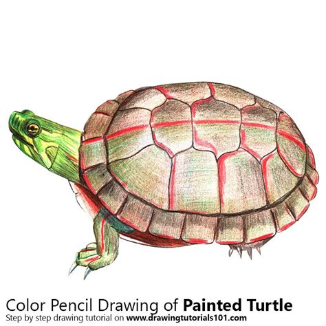 How to Draw a Painted Turtle (Turtles and Tortoises) Step by Step ...