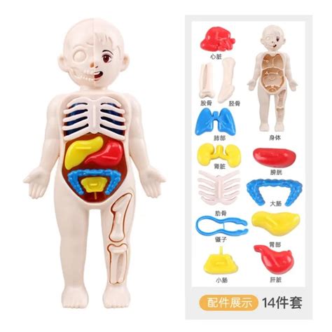 Awotech STEM Toys Human Body Anatomy Science Educational Toys DIY Assemble Toy Montessori Toys ...