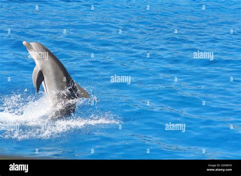 Dolphin performing in a show at the aquarium Stock Photo - Alamy