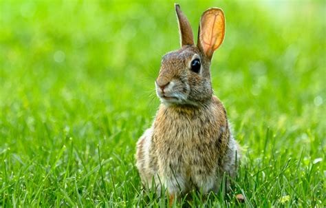 A List of 199 Cute Bunny Names for Your Fuzzball - Pet Ponder