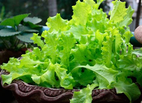 Lettuce Varieties: A Guide To What's What Growing Greens, Oak Leaves, Cut Flowers, Lettuce ...