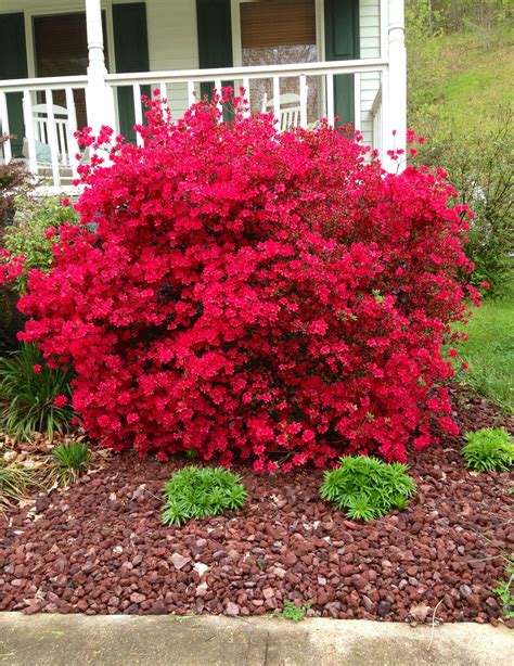 Hot Pink Azalea Bush Blooming in Garden