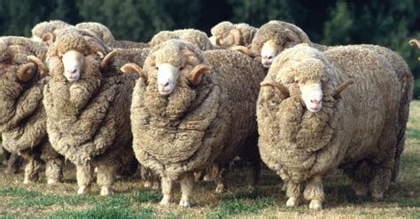 Sheep Breeds List | Discover & Learn About 50+ Unique Breeds of Sheep